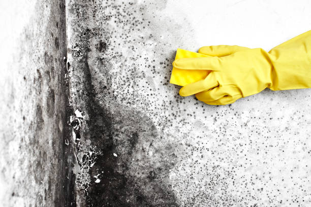 Best Emergency Mold Remediation in Sheridan, WY