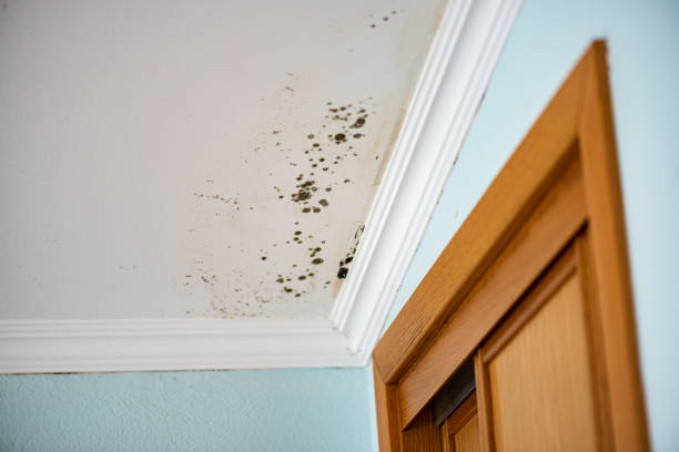 Best Insurance-Related Mold Remediation in Sheridan, WY