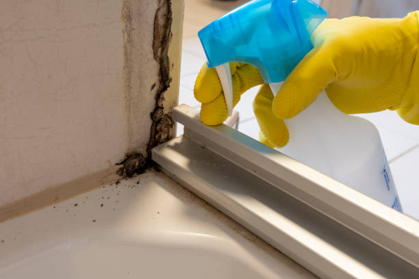 Sheridan, WY Mold Remediation Company
