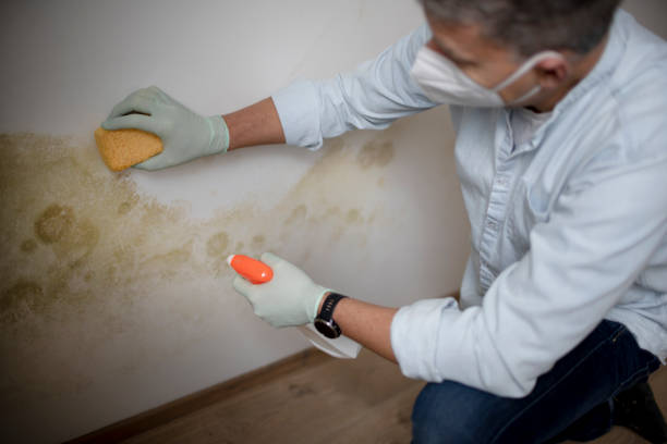 Best Preventive Mold Services in Sheridan, WY