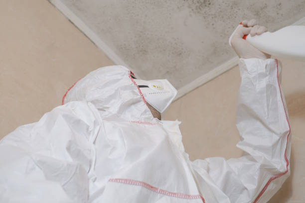 Best DIY Mold Remediation Support Services in Sheridan, WY