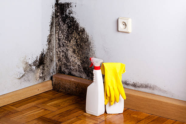 Best Mold Remediation for Specific Building Types in Sheridan, WY