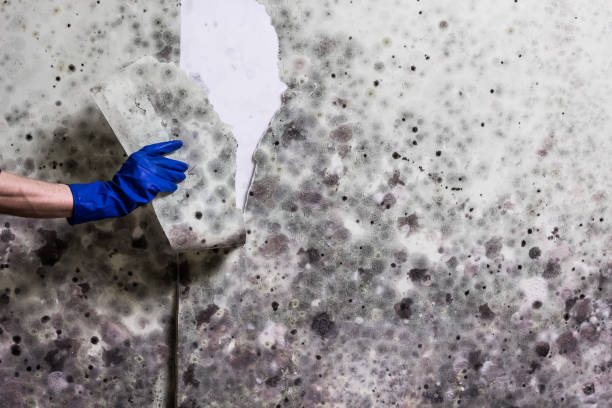 Best Residential Mold Remediation in Sheridan, WY
