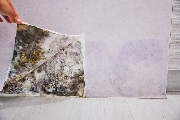 Best Residential Mold Remediation in Sheridan, WY